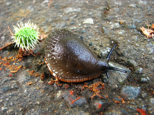 large slug on the ground