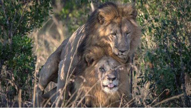 El gobierno cree que los leones macho que tuvieron relaciones están poseídos y necesitan terapia