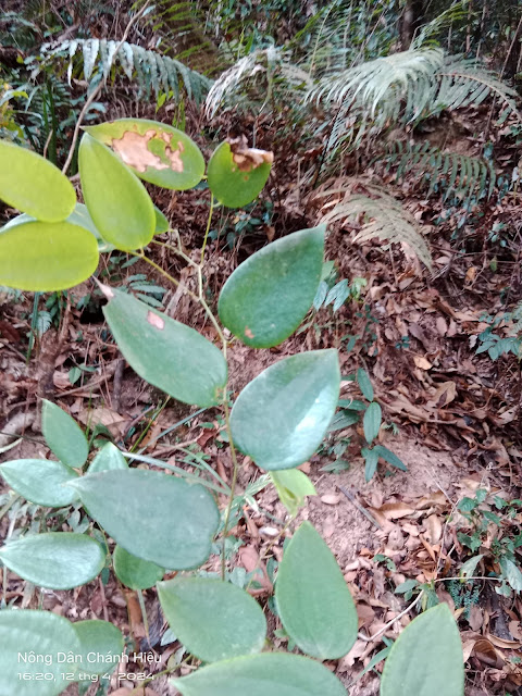 Smilax corbularia