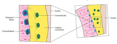 sharpey's fibers