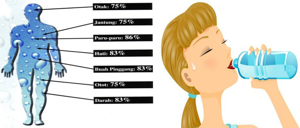 Assalamualaikum KEPENTINGAN AIR  DALAM TUBUH BADAN KITA