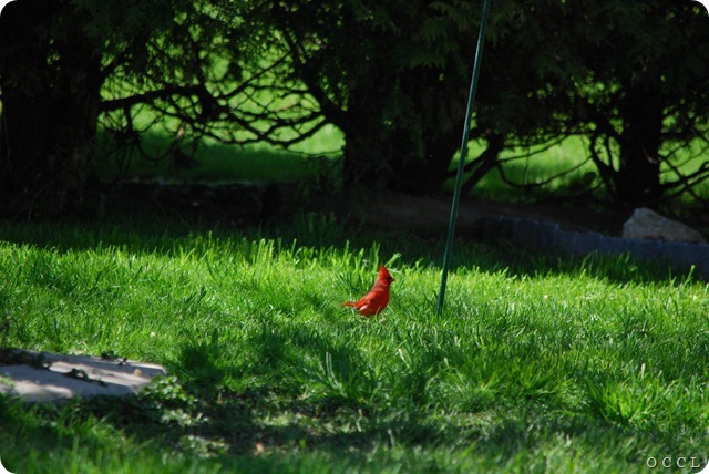 DSC_0019