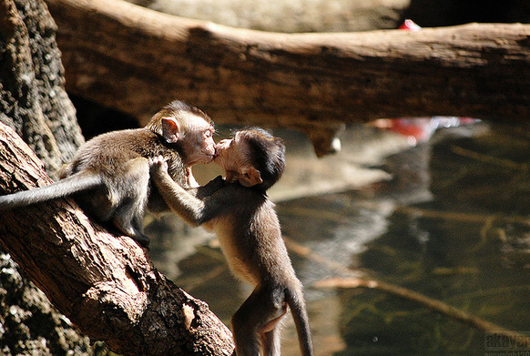 cute animals kissing