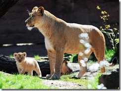 GERMANY-ANIMAL-ZOO-LION-OFFBEAT