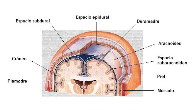 Más allá del cráneo, se llega a la envoltura del cerebro: tres membranas protectoras o meninges.