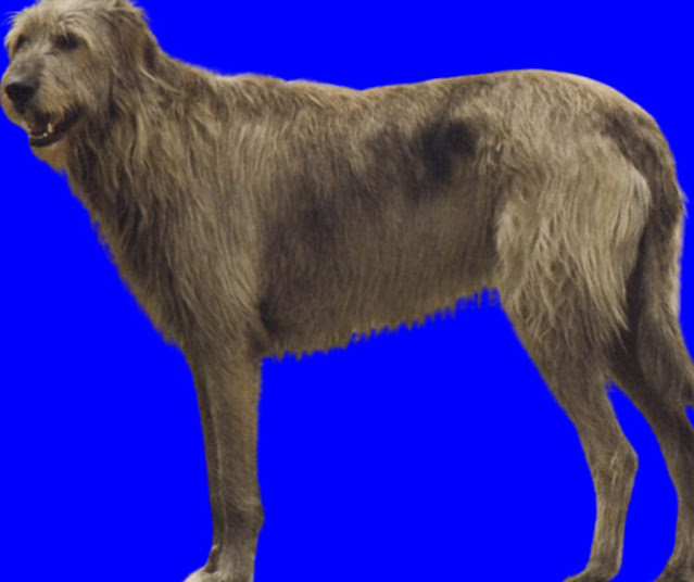 Wolfhound Irlandês