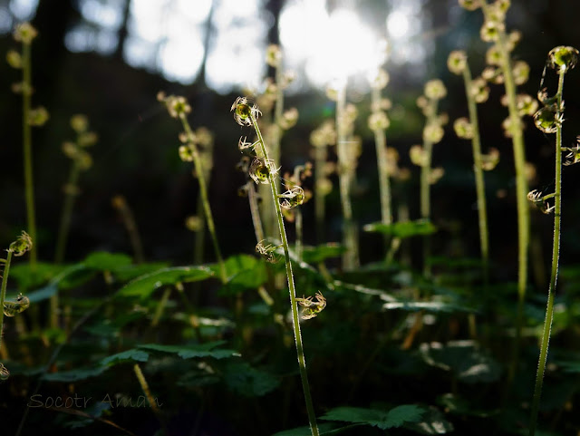 Mitella pauciflora