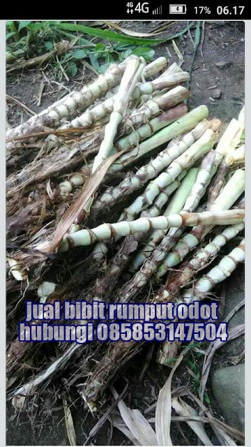 Jual Bibit Rumput Odot Medan