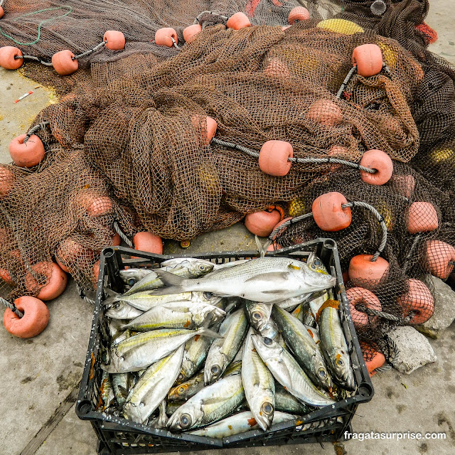 Peixes frescos no cais da cidade de Palmeira na Ilha do Sal em Cabo Verde
