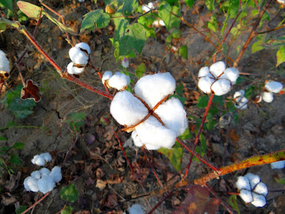 Cotton holds the threads of culture