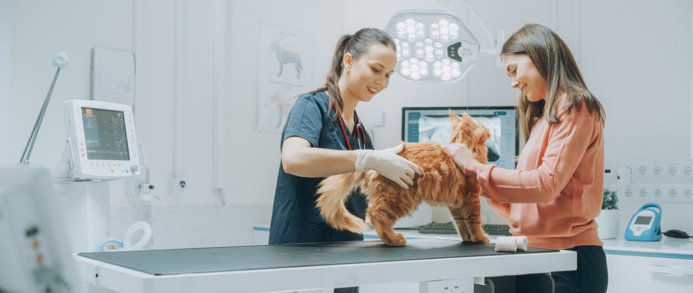 esterilización de gatos