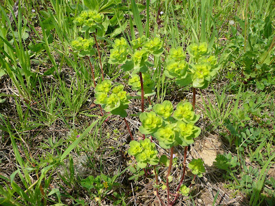 Euphorbia Helioscopia