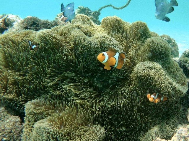 Boracay Clownfish