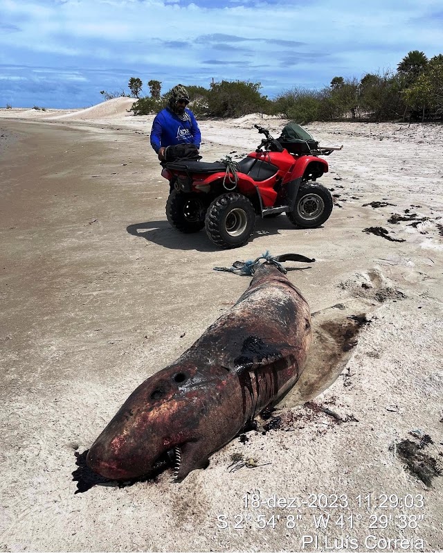 Golfinho é encontrado morto na praia da Carnaubinha em Luís Correia