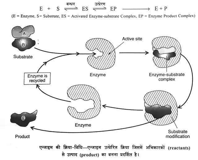 एन्जाइम की क्रिया-विधि (Mechanism of Enzyme Action)|hindi