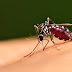 Brasil supera 1 mil mortes por dengue em três meses de 2024