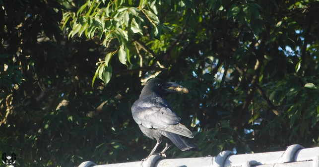 カラス(烏)Corvus[