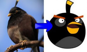 Bentuk Burung Angry Birds Di Dunia Sebenar