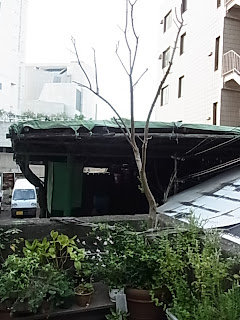 テラス席のオリーブ復活 ジュエリー工房ボルティコ大阪彫金教室 Cafe 雑貨 マルシェ Etc