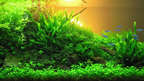 Perbedaan Layout Foreground, Midground dan Background Pada Aquascape