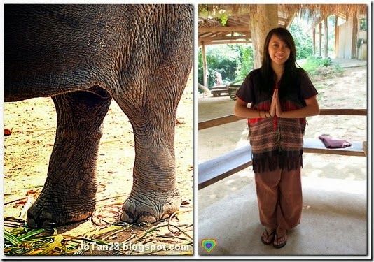 things-to-do-in-chiang-mai-patara-elephant-farm-elephant-owers-for-a-day