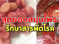 สมุนไพรชั้นดี มะม่วงหาวมะนาวโห่ ดีต่อร่างกายทุกส่วน