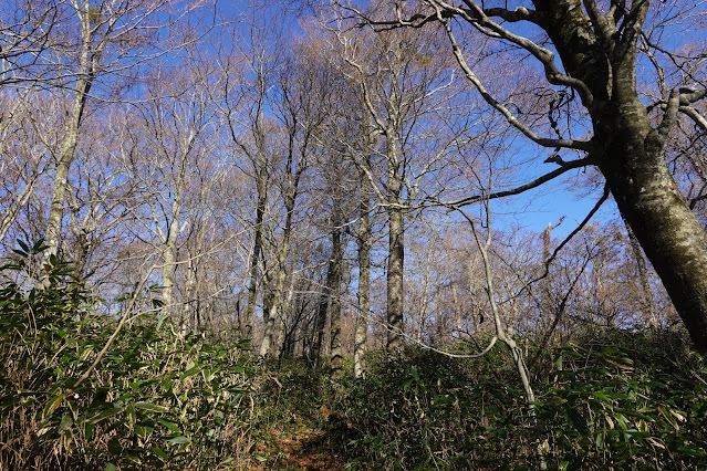 鳥取県日野郡江府町御机 新小屋峠登山道