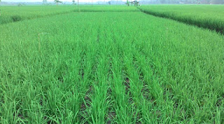 Langkah-langkah budidaya padi organik dengan metode SRI