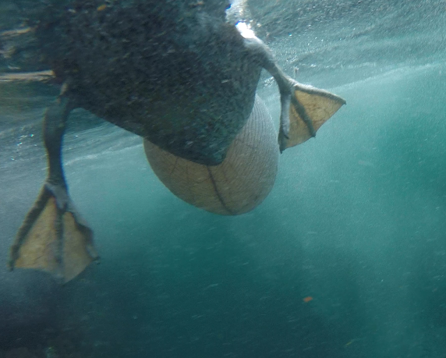 Snorkel en Punta Vicente Roca, Isla Isabela, Islas Galápagos