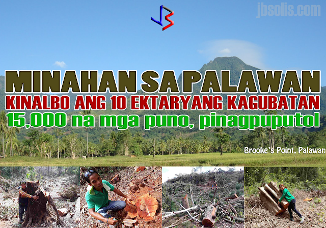 A mining firm felled thousands of trees in Brooke's Point town in Palawan province just days after former Environment Secretary Gina Lopez was rejected by the Commission on Appointments, a local official confirmed. The clearing covered more than 10 hectares of old growth forests in the town.  "I don't have the exact figure but those were thousands of trees. They cut down big and small trees alike. Some of those were probably centuries old." Brooke's Point Mayor Jean Feliciano said in a phone interview. Feliciano said the trees were located in a protected area of Mount Mantalingajan, which also serves as a watershed that supplies potable water to 5 villages.  The mining firm in question was identified as Ipilan Nickel Corporation, affiliate of Global Ferronickel Holdings, Inc. The company was granted a tree cutting permit in May 2016 but was cancelled in December. The company was among the mining firms that Lopez had ordered closed. Their ECC had already been canceled when they conducted the cutting operation. They don’t even have mayor’s and business permits,” Feliciano said.  The provincial government is preparing to file illegal logging charges against the company and its officers. The Palawan government had previously filed charges against eight Ipilan Mining Corp. personnel involved in the tree cutting for violation of Republic Act No. 9175 (Chainsaw Act of 2002). They were able to arrest the eight chainsaw-wielding miners who mowed down the area but their companions had fled.  The mining firm has since barred local officials, policemen and environment officials from entering the area. The town's mayor had to bring with her marines because the local police are afraid from threats of lawsuits filed against them.  Lopez, for her part, took to social media to vent out her disdain over the "massacre" of the town's trees. Lawmakers earlier this month rejected the appointment of Lopez, who cracked down on alleged unsafe mining practices during her 10 months in office. She posted images of the aftermath on her Facebook account, showing the remnants of the cut down trees, including some timber that were left after the mining personnel fled from the scene.  Her successor, Roy Cimatu, promised to investigate the logging activities in Brooke's Point. "I will immediately convene my staff and look into this immediately," Cimatu said in a separate interview.  Global Ferronickel President Dante Bravo has issued a statement denying that its affiliate Ipilan Nickel, lacked the necessary special tree cutting permits and noted that the cancellation of the permit is still subject of a pending motion for reconsideration. added that the company also has an outstanding SEP (Strategic Environment Plan) clearance issued by the Palawan Council for Sustainable Development and a Mineral Production Sharing Agreement with the government. Provincial officials sought on Wednesday the cancellation of the company’s SEP Permit from the provincial regulatory body.