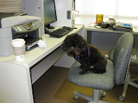 Snuffy Smith, Sarasota Famous Pooch