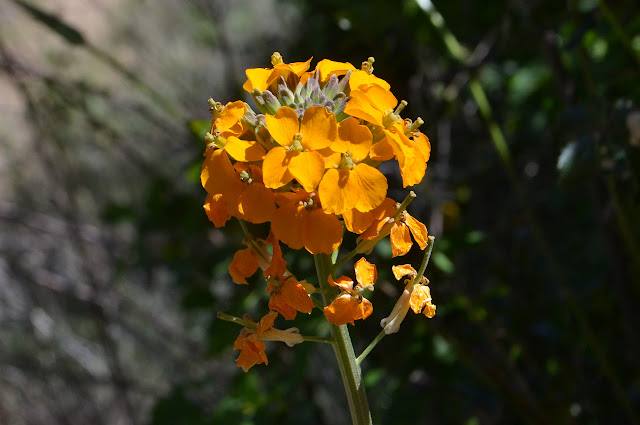 yellow wallflowers in the crumbling wall