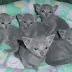 5 Cara Merawat Anak Kucing Russian Blue Usia Lebih dari 2 Minggu