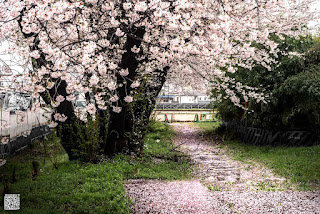 雨上がり。地面に散った桜の花びら。