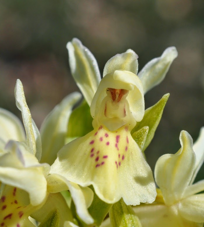 Orchis sureau