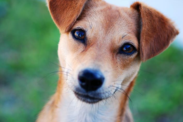 Résultat de recherche d'images pour "imagens lindas de animais"