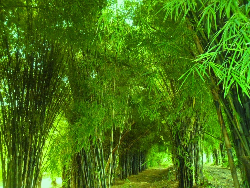 Surabaya Bagus Hutan Bambu Taman Harmoni