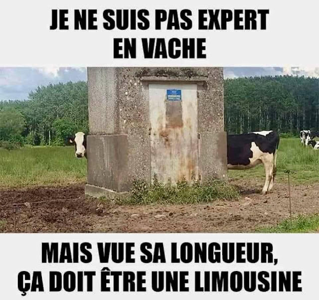 la vache Limousine