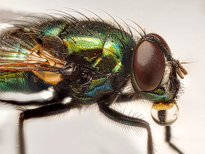 extreme macro photography using extension tubes