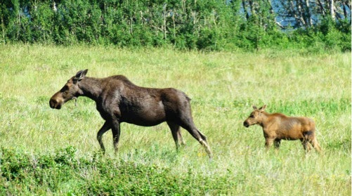 MooseJamontheRoad-1-2014-07-13-13-09.jpg
