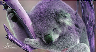 Koala cute Wallpaper HD quality status instagram facebook free download