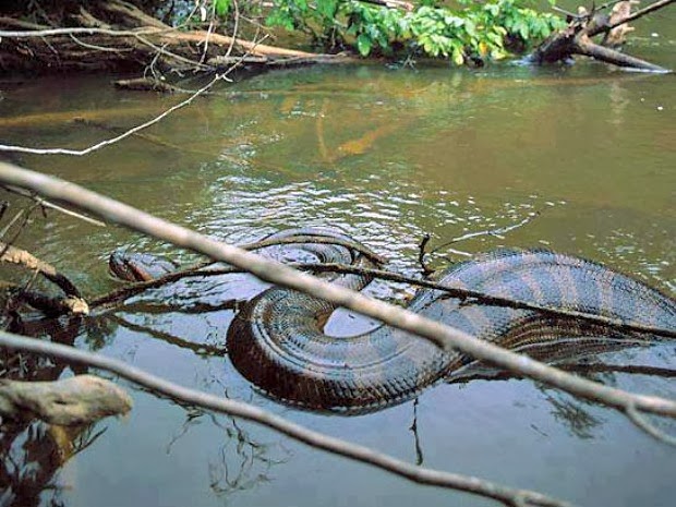 Sucuri gigante é fotografada na fronteira do Acre com Bolívia!