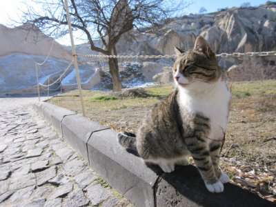 Pontos turísticos felinos