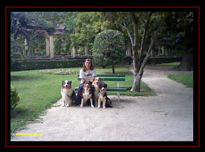 australian shepherd in Aveiro