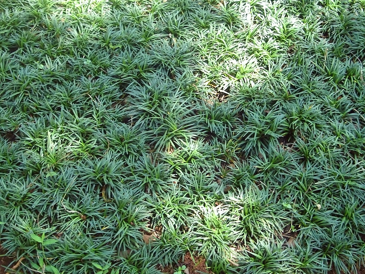 Kucai Mini Alternatif Pengganti Rumput Taman
