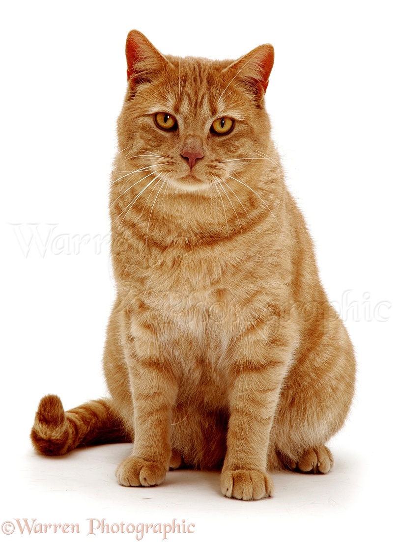 Istilah Istilah Warna Kucing Alofia POPPY D CAT 