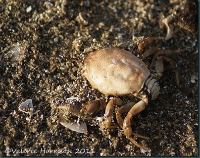 3-masked-crab
