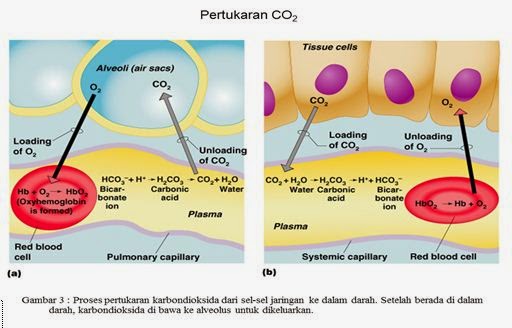 Mekanisme pertukaran oksigen dan karbondioksida dari 