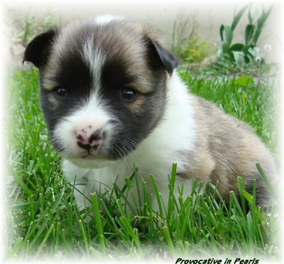 20 Top Pictures Icelandic Sheepdog Puppies Uk : Vinlands Icelandics: More Icelandic Sheepdog Puppies