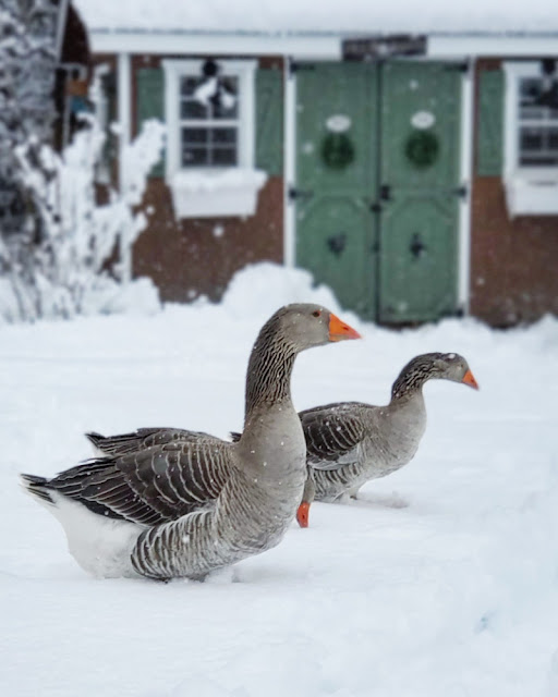 Rare Arctic Goose Captured in L.A. – 6,000 Miles From Home - LAmag -  Culture, Food, Fashion, News & Los Angeles